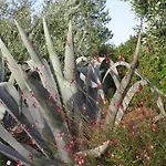 Trulli Itria Agave Villa *